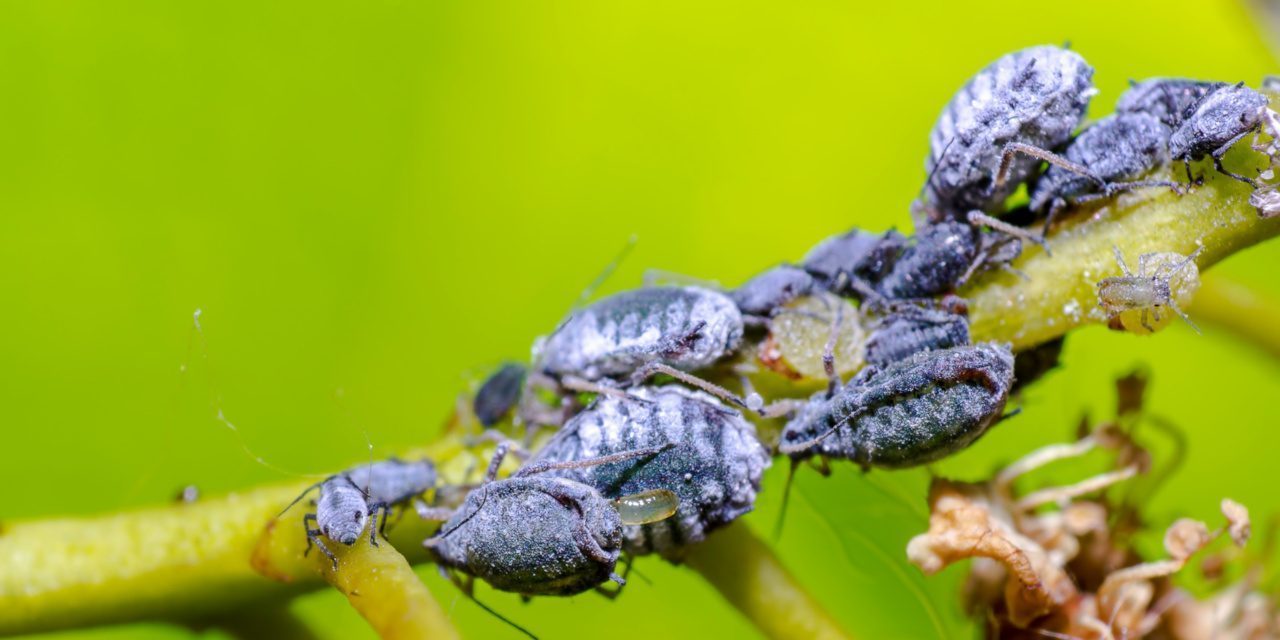Blattläuse als Schädlinge auf einem Blatt