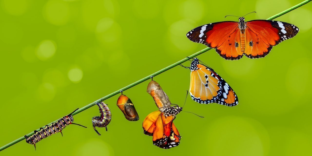 Metamorphose beim Schmetterling