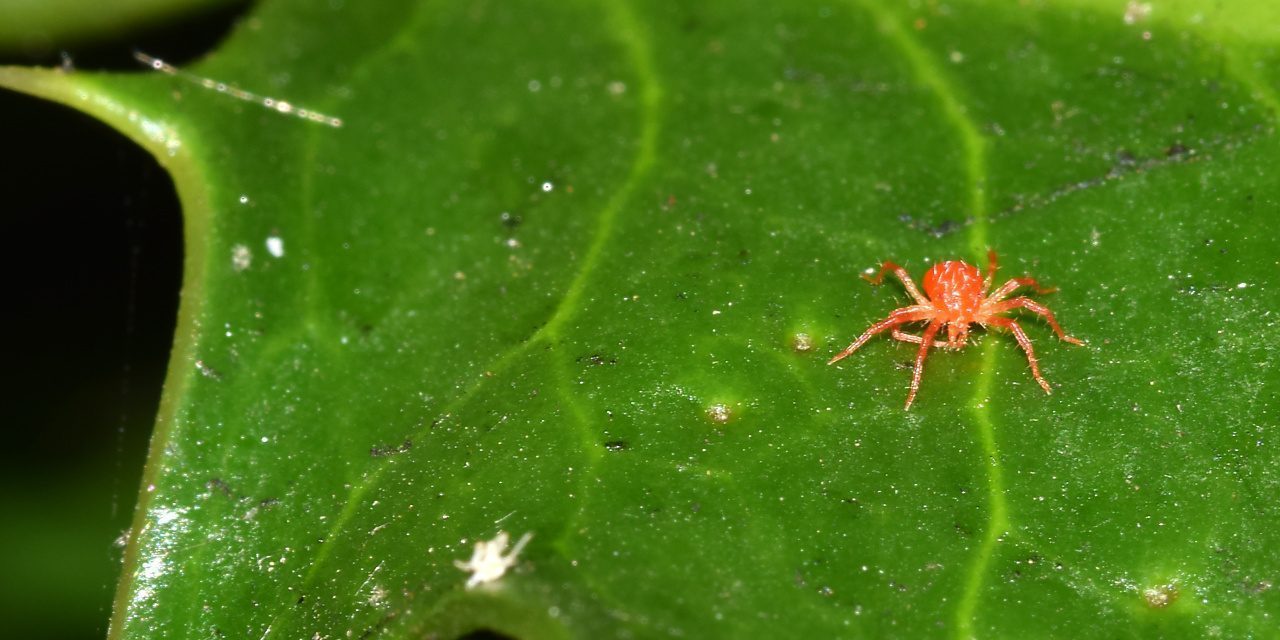 Rote Spinne (Milbe) auf einem grünen Blatt