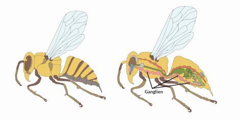 Ganglion bei einer Honigbiene