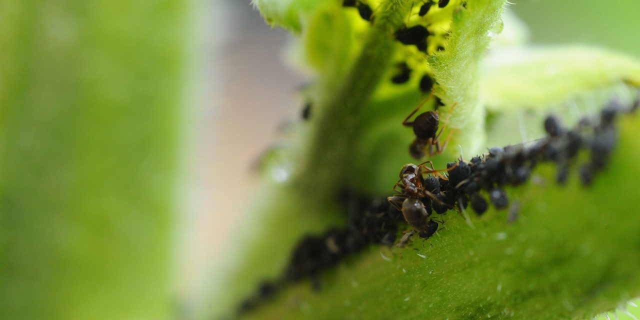 Blattläuse und Ameisen am Stiel einer Sonnenblume