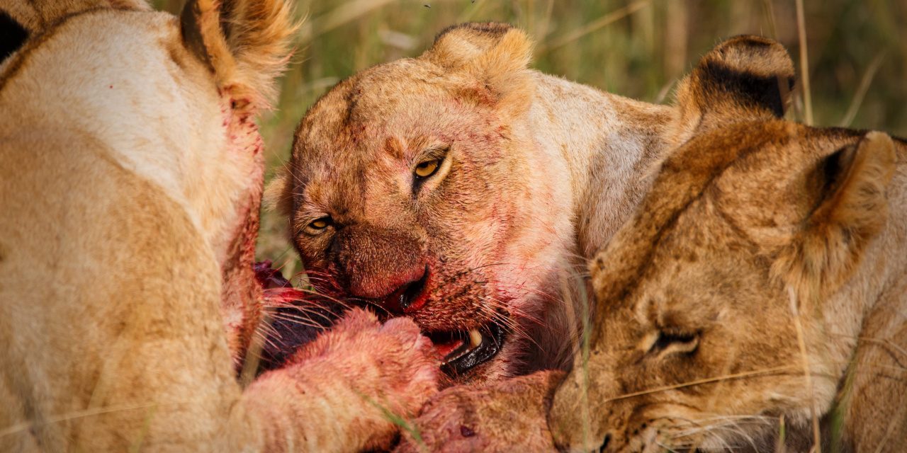 Fleischfresser: Löwen fressen ein Warzenschwein