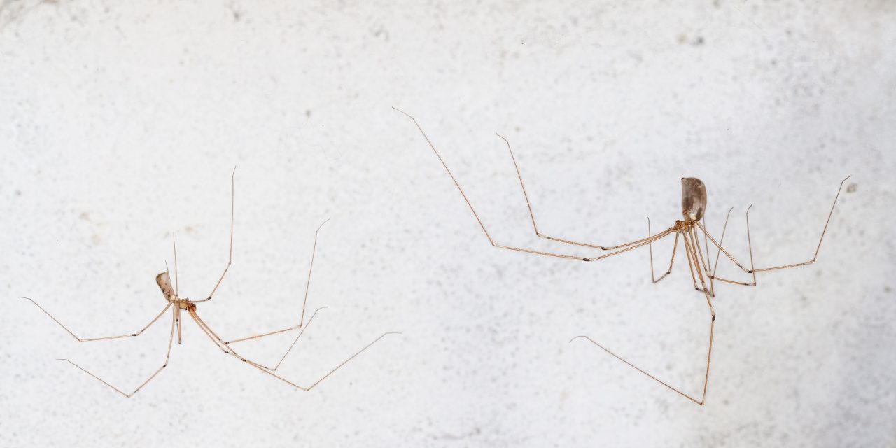 Spinnen: Weibliche und männliche Große Zitterspinne