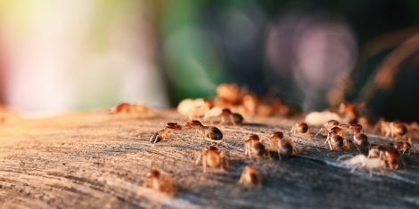 Holzschädlinge: Termiten kommen nach einem Regenschauer an die Oberfläche.