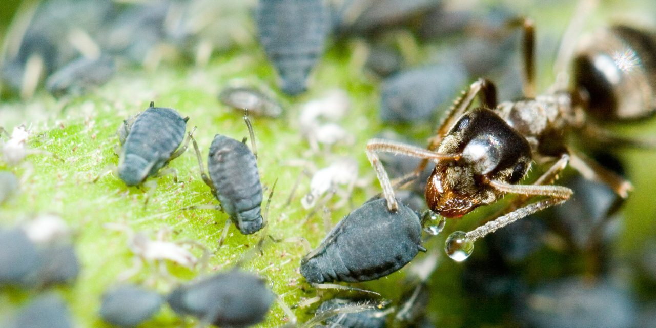 Ameise erntet Honigtau von einer Blattlaus
