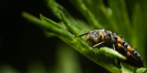 Larven: Nahaufnahme einer Marienkäfer-Larve