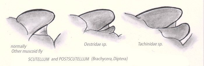 Scutellum und Postscutellum bei Fliegen