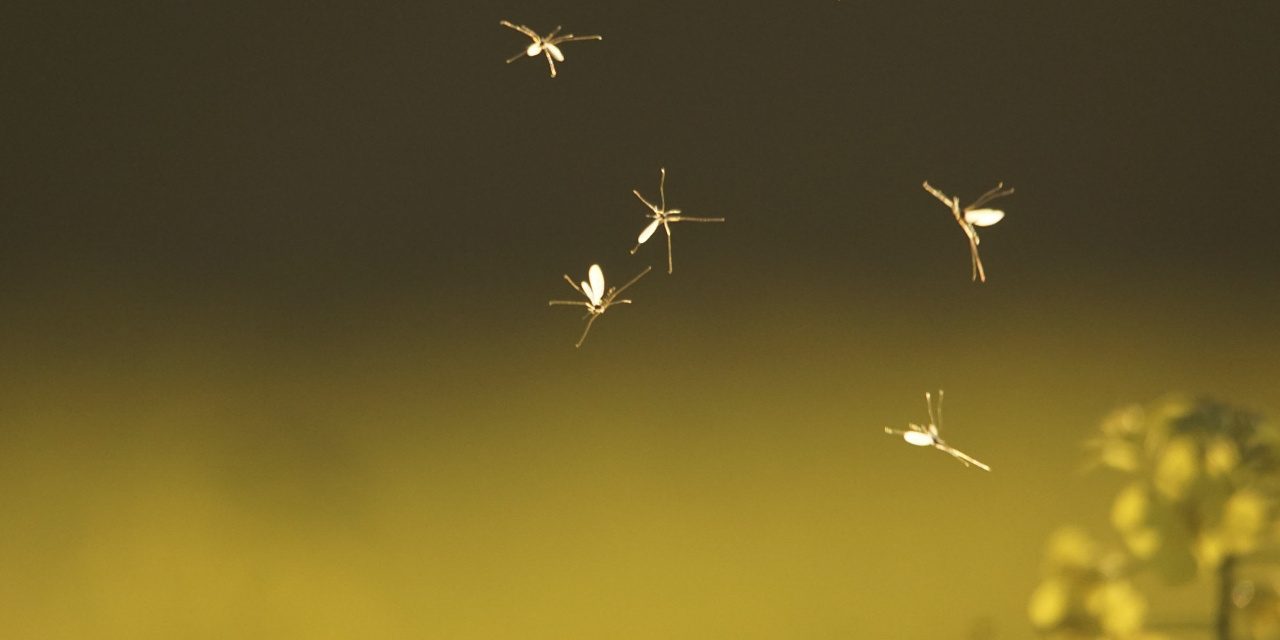 Zweiflügler: Mücken tanzen im Sonnenuntergang