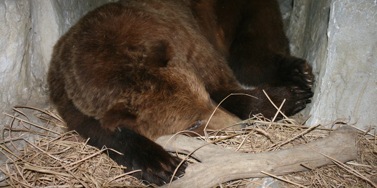 Diapause: Bär hält Winterschlaf in seiner Höhle