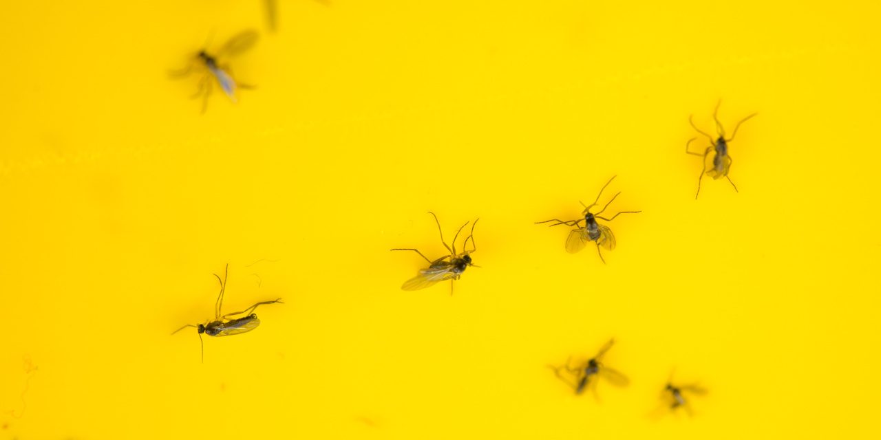 Trauermücken auf einer Gelbtafel