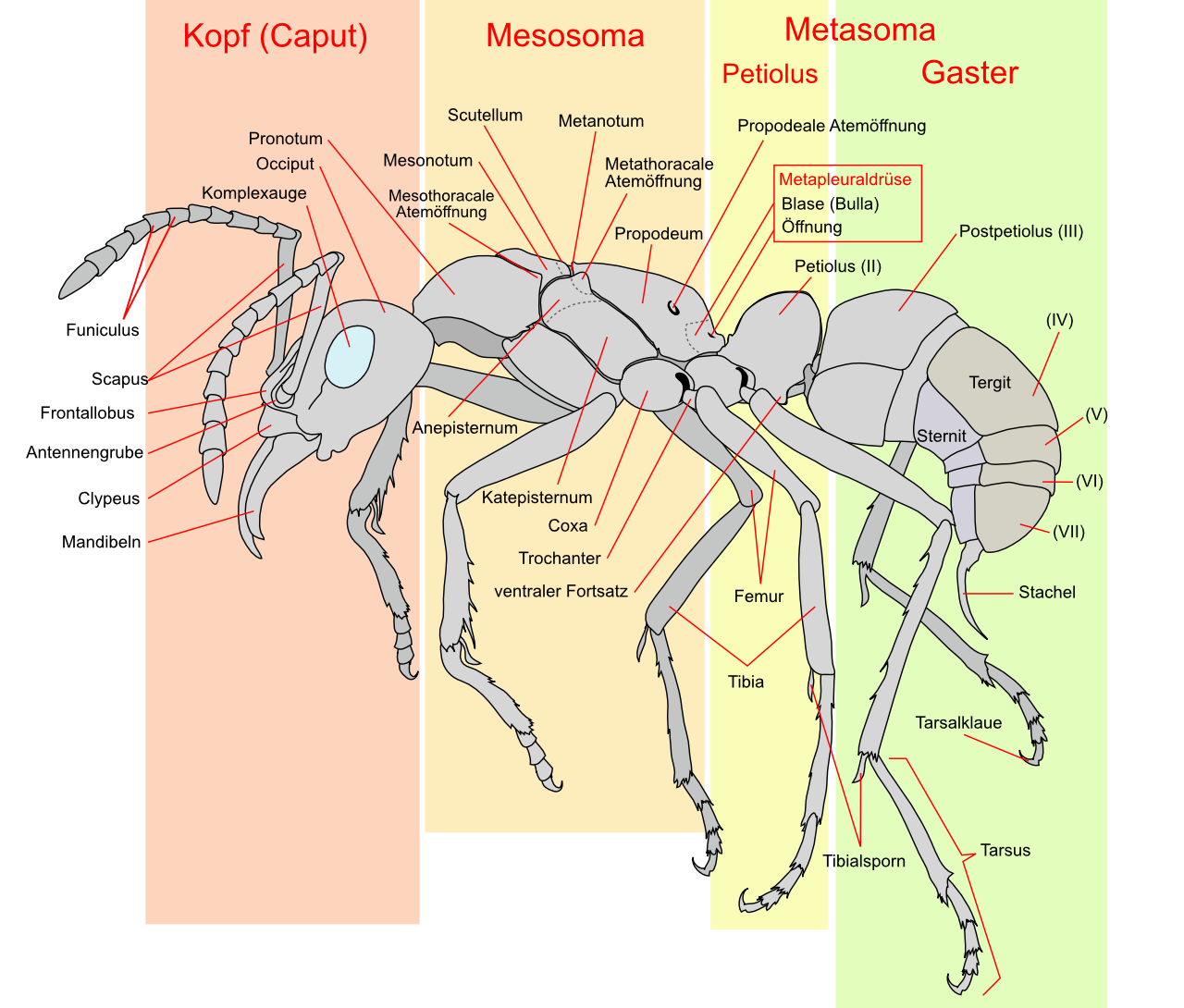 Anatomie einer Arbeiterameise der Art Pachycondyla verenae mit Gaster als hinterstem Körperabschnitt