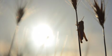 Kurzfühlerschrecke auf einem Weizenzweig bei Sonnenaufgang