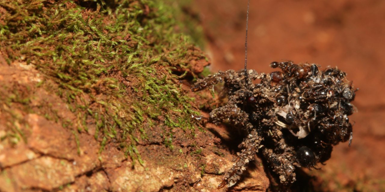 Eine Nymphe der Staubwanze mit den Überresten von Ameisen, die zur Tarnung verwendet werden.