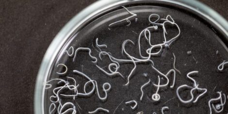 Spulwürmer in einer Petrischale