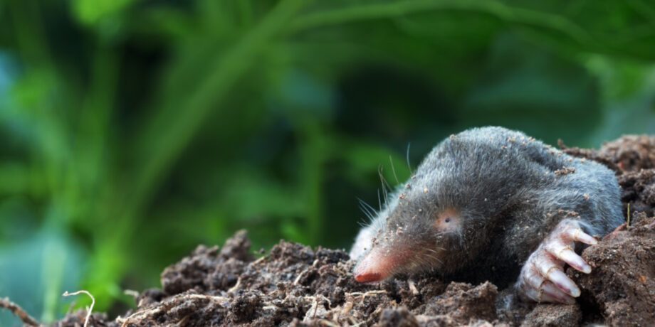 Gehört Der Maulwurf Zur Ordnung Der Insektenfresser verminscout.de