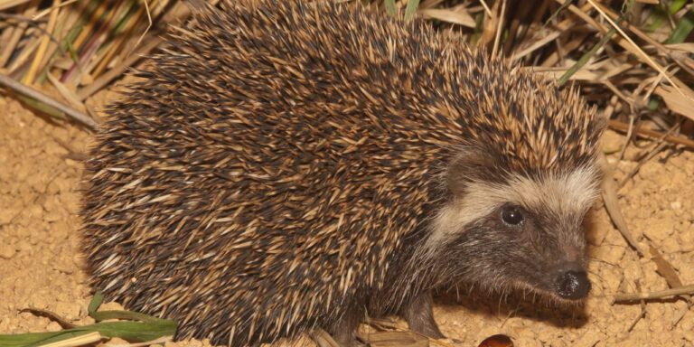 Insektenfresser: Arten, Bilder und Hintergrundwissen - Verminscout