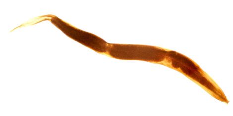 Madenwürmer: Mikrofotografie eines Madenwurms isoliert auf weißem Hintergrund