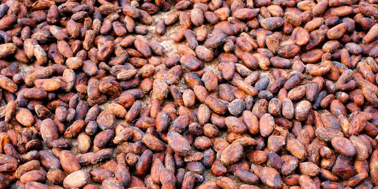 Speichermotten sind in Kakaobohnenlagern ein besonders gefürchteter Schädling.