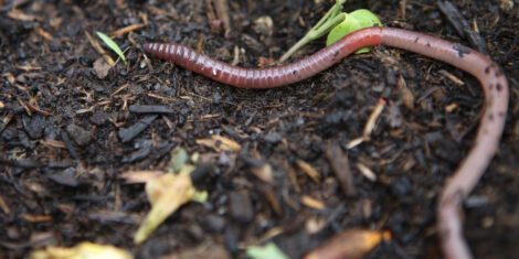 Würmer: Regenwurm in einem Gemüsebeet