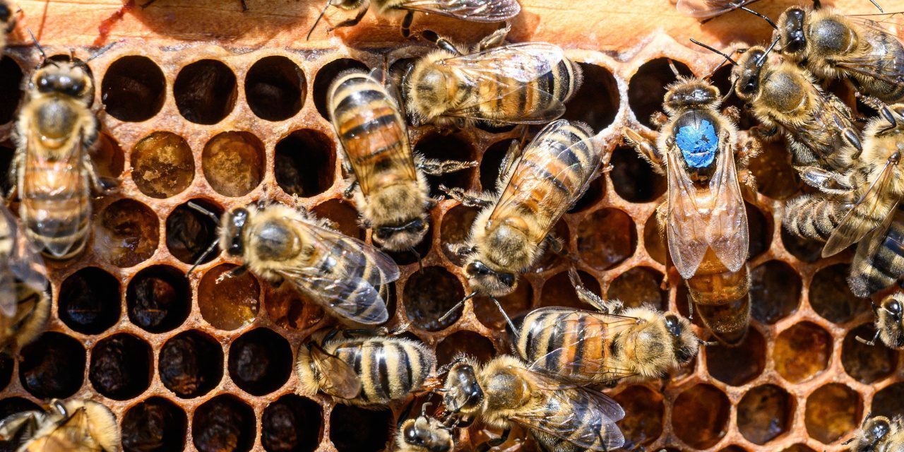 Polyandrie: Europäische Honigbienen paaren sich mit 6 bis 20 Partnern