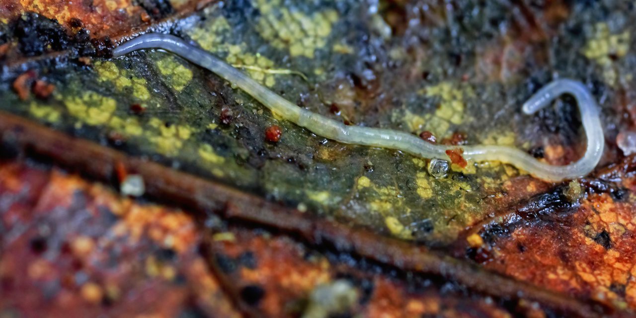 Ringelwürmer: Enchytraeidae auf einem Buchenblatt