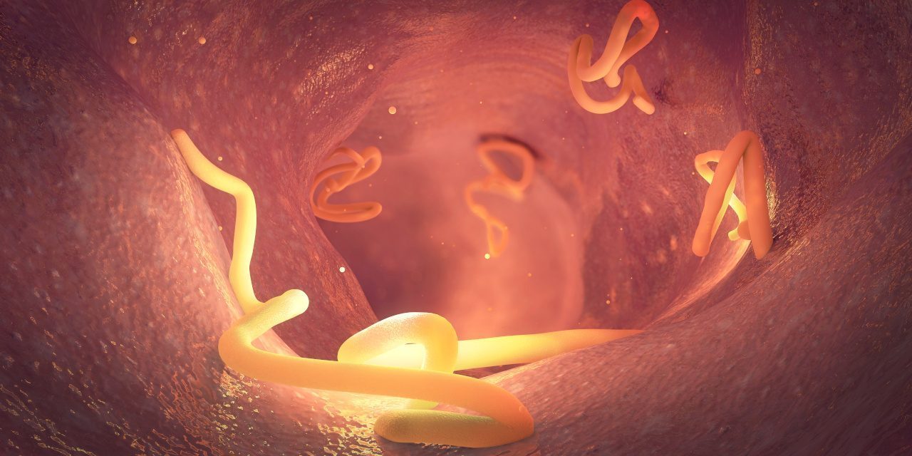 Zwergbandwürmer im menschlichen Darm