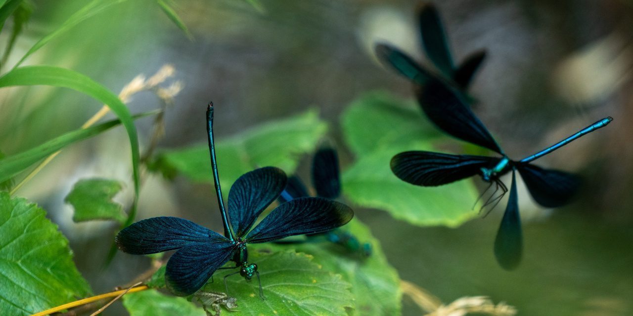 Blauflügel-Prachtlibelle sitzt und fliegt um Blätter in der Nähe eines kleinen Flusses.