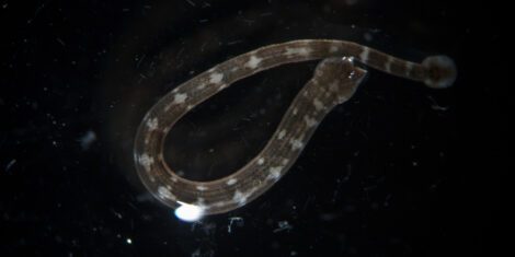 Gemeiner Fischegel unter dem Mikroskop