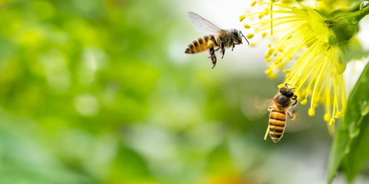 Fliegende Bienen sammeln Pollen an einer gelben Blüte.