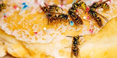 Eine Gruppe von Wespen (Hautflügler) auf einem Donut