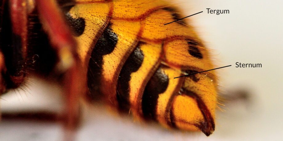 Tergite Insect Tergum: Die Rückenplatte des Außenskeletts von Gliederfüßern